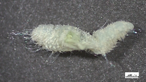  ( - S24-NU06-P051)  @11 [ ] C (2025) Tara Macdonald Biologica Environmental Services Ltd.