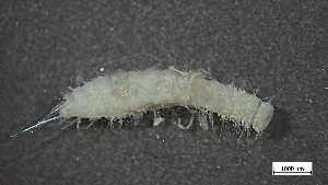  ( - S24-NU06-P052)  @11 [ ] C (2025) Tara Macdonald Biologica Environmental Services Ltd.