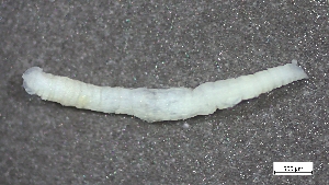  ( - S24-NU06-P053)  @11 [ ] C (2025) Tara Macdonald Biologica Environmental Services Ltd.