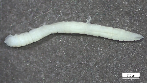  ( - S24-NU06-P054)  @11 [ ] C (2025) Tara Macdonald Biologica Environmental Services Ltd.