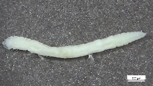  ( - S24-NU06-P054)  @11 [ ] C (2025) Tara Macdonald Biologica Environmental Services Ltd.