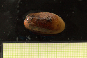  ( - S24-NU07-M020)  @11 [ ] C (2025) Tara Macdonald Biologica Environmental Services Ltd.