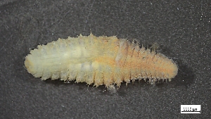  ( - S24-NU07-P079)  @11 [ ] C (2025) Tara Macdonald Biologica Environmental Services Ltd.