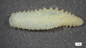  ( - S24-NU07-P080)  @11 [ ] C (2025) Tara Macdonald Biologica Environmental Services Ltd.