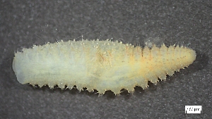  ( - S24-NU07-P080)  @11 [ ] C (2025) Tara Macdonald Biologica Environmental Services Ltd.