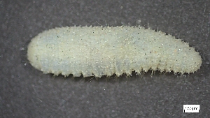  ( - S24-NU07-P081)  @11 [ ] C (2025) Tara Macdonald Biologica Environmental Services Ltd.