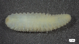  ( - S24-NU07-P081)  @11 [ ] C (2025) Tara Macdonald Biologica Environmental Services Ltd.