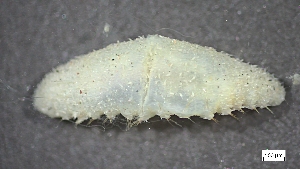  ( - S24-NU07-P082)  @11 [ ] C (2025) Tara Macdonald Biologica Environmental Services Ltd.