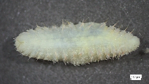  ( - S24-NU07-P082)  @11 [ ] C (2025) Tara Macdonald Biologica Environmental Services Ltd.