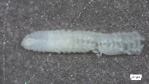  ( - S24-NU08-P113)  @11 [ ] C (2025) Tara Macdonald Biologica Environmental Services Ltd.