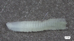  ( - S24-NU08-P113)  @11 [ ] C (2025) Tara Macdonald Biologica Environmental Services Ltd.