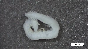  ( - S24-NU14-P120)  @11 [ ] C (2025) Tara Macdonald Biologica Environmental Services Ltd.