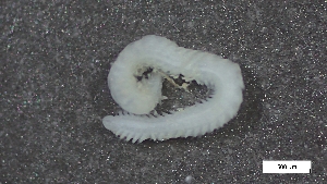  ( - S24-NU14-P120)  @11 [ ] C (2025) Tara Macdonald Biologica Environmental Services Ltd.