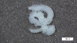  ( - S24-NU14-P121)  @11 [ ] C (2025) Tara Macdonald Biologica Environmental Services Ltd.