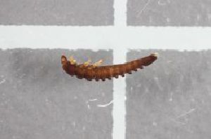  ( - BGE_00690_D12)  @11 [ ] (nrr) (2025) Ana Ananiashvili ISU