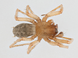  (Tegenaria sp. DVKV - BGE_00663_B07)  @11 [ ] (nrr) (2025) Ana Ananiashvili ISU