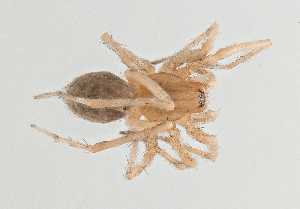  ( - BGE_00663_B08)  @11 [ ] (nrr) (2025) Ana Ananiashvili ISU