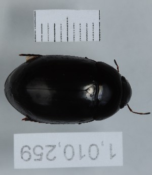  (Hydrochara cf. semenovi - BGE_00658_D08)  @11 [ ] (nrr) (2025) Ana Ananiashvili ISU