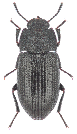  (Gonocephalum granulatum pussilum - BGE_00658_E12)  @11 [ ] (nrr) (2025) Ana Ananiashvili ISU