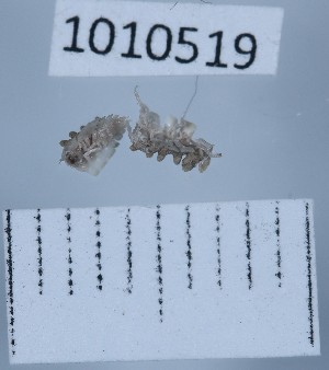  (Colchidoniscus - BGE_00660_H05)  @11 [ ] (nrr) (2025) Ana Ananiashvili ISU