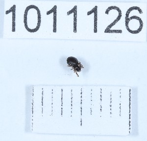  (Scutpelecopsis - BGE_00658_G01)  @11 [ ] (nrr) (2025) Ana Ananiashvili ISU