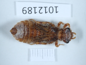  (Onychogomphus albotibialis - BGE_00658_F10)  @11 [ ] (nrr) (2025) Ana Ananiashvili ISU
