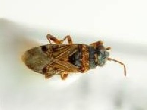  (Ischnocoris punctulatus - BGE_00659_A05)  @11 [ ] (nrr) (2025) Ana Ananiashvili ISU