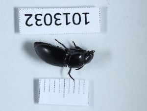  (Dailognatha caraboides - BGE_00659_A10)  @11 [ ] (nrr) (2025) Ana Ananiashvili ISU