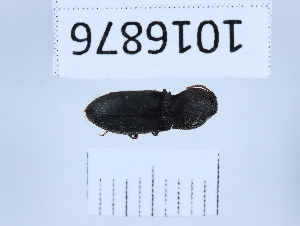  (Agrypnus crenicollis - BGE_00659_B02)  @11 [ ] (nrr) (2025) Ana Ananiashvili ISU