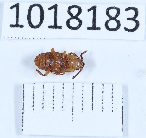  (Antherophagus caucasicus - BGE_00659_B03)  @11 [ ] (nrr) (2025) Ana Ananiashvili ISU