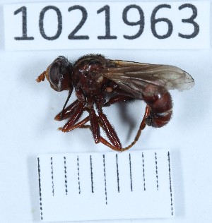  (Sicus caucasicus cf. caucasicus - BGE_00659_H01)  @11 [ ] (nrr) (2025) Ana Ananiashvili ISU