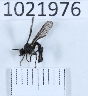  (Dioctria harcyniae - BGE_00659_H02)  @11 [ ] (nrr) (2025) Ana Ananiashvili ISU