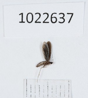  (Ptilocolepus dilatatus - BGE_00673_B12)  @11 [ ] (nrr) (2025) Ana Ananiashvili ISU
