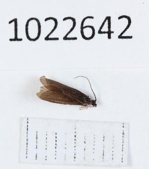  (Ptilocolepus colchicus - BGE_00673_C05)  @11 [ ] (nrr) (2025) Ana Ananiashvili ISU