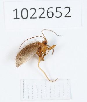  (Chaetopteryx chaetopteryx1022652 sp now - BGE_00673_D03)  @11 [ ] (nrr) (2025) Ana Ananiashvili ISU