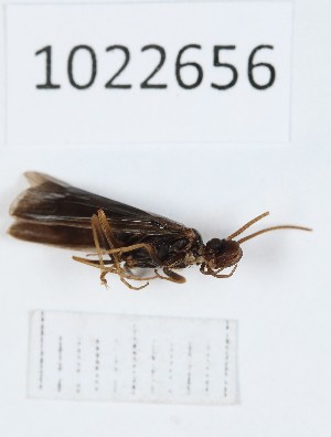 (Sericostoma grusiense - BGE_00673_D07)  @11 [ ] (nrr) (2025) Ana Ananiashvili ISU