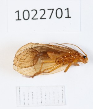  (Chaetopteryx abchazica - BGE_00673_H04)  @11 [ ] (nrr) (2025) Ana Ananiashvili ISU