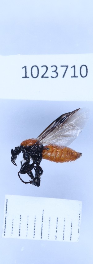  (Dilophus beckeri - BGE_00660_A09)  @11 [ ] (nrr) (2025) Ana Ananiashvili ISU