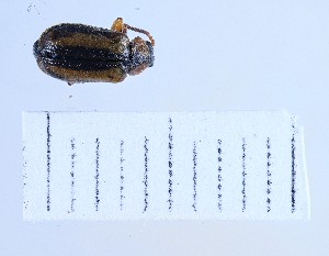  (Diorhabda persica - BGE_00660_C02)  @11 [ ] (nrr) (2025) Ana Ananiashvili ISU