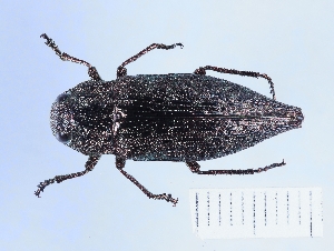  (Dicerca chlorostigma - BGE_00660_C07)  @11 [ ] (nrr) (2025) Ana Ananiashvili ISU