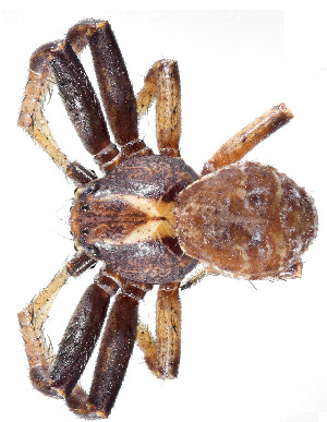  (Xysticus spasskyi - BGE_00660_G05)  @11 [ ] (nrr) (2025) Ana Ananiashvili ISU
