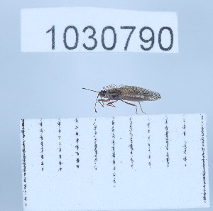  (Campylosteira - BGE_00661_D03)  @11 [ ] (nrr) (2025) Ana Ananiashvili ISU