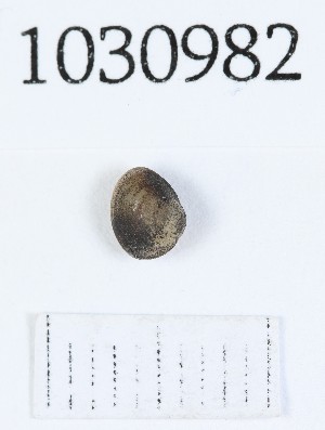  (Sphaerium corneum - BGE_00674_C02)  @11 [ ] (nrr) (2025) Ana Ananiashvili ISU