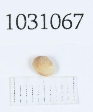  (Euglesa obtusalis - BGE_00674_D12)  @11 [ ] (nrr) (2025) Ana Ananiashvili ISU