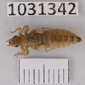  (Stylurus ubadschii - BGE_00661_E02)  @11 [ ] (nrr) (2025) Ana Ananiashvili ISU