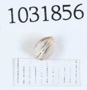  (Euglesa subtruncata - BGE_00674_F06)  @11 [ ] (nrr) (2025) Ana Ananiashvili ISU