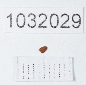  (Physatocheila confinis - BGE_00661_E04)  @11 [ ] (nrr) (2025) Ana Ananiashvili ISU