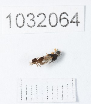  (Tephritis acanthiophilopsis - BGE_00661_E09)  @11 [ ] (nrr) (2025) Ana Ananiashvili ISU