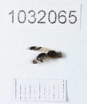  ( - BGE_00661_E10)  @11 [ ] (nrr) (2025) Ana Ananiashvili ISU