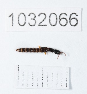  (Nudobius umbratus - BGE_00661_E11)  @11 [ ] (nrr) (2025) Ana Ananiashvili ISU